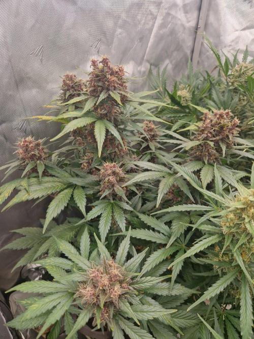 Purple lemonade auto - second grow. Week 9 - PL 2 day 63