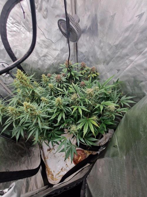 Purple lemonade auto - second grow. Week 9 - full tent 