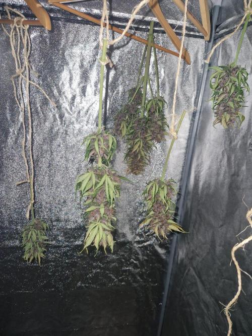 Purple lemonade auto - second grow. Week 9 - PL 1 after 72hrs drying