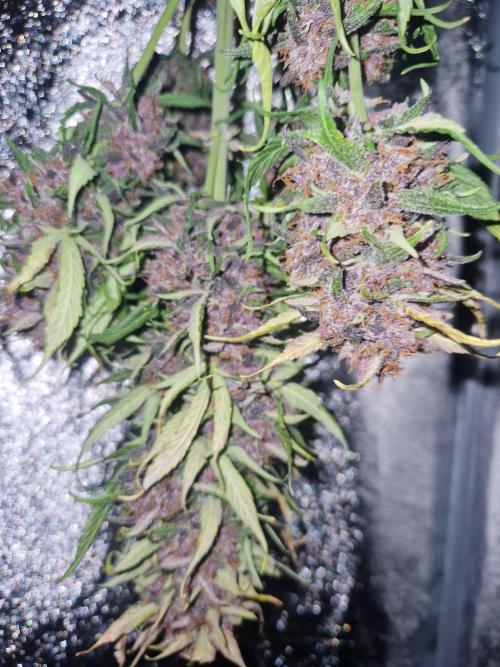 Purple lemonade auto - second grow. Week 9 - PL 1 after 72hrs drying