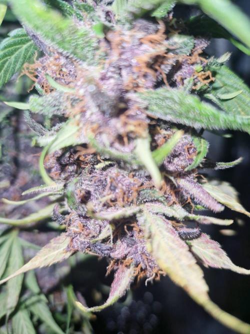 Purple lemonade auto - second grow. Week 9 - PL 1 after 72hrs drying