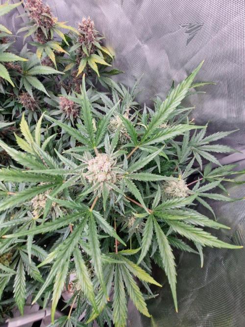 Gelato Auto (fastbuds) - second grow. Week 9 - Gelato 2 day 62