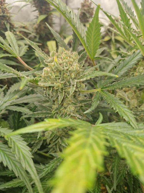 Gelato Auto (fastbuds) - second grow. Week 9 - Gelato 2 day 62