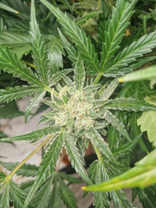Gelato Auto (fastbuds) - second grow. Week 9 - Gelato 2 day 62
