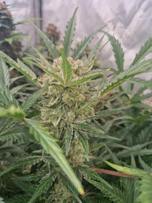 Gelato Auto (fastbuds) - second grow. Week 9 - Gelato 2 day 62