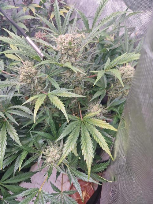 Gelato Auto (fastbuds) - second grow. Week 9 - Gelato 2 day 62