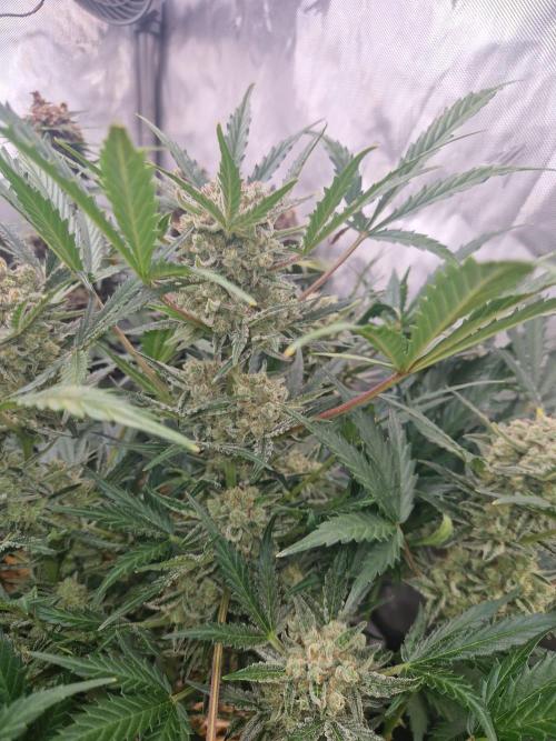 Gelato Auto (fastbuds) - second grow. Week 9 - Gelato 2 day 62