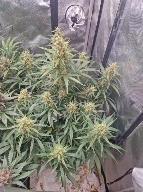 Gelato Auto (fastbuds) - second grow. Week 9 - Gelato 1 day 63