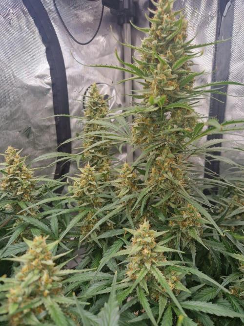 Gelato Auto (fastbuds) - second grow. Week 9 - Gelato 1 day 63