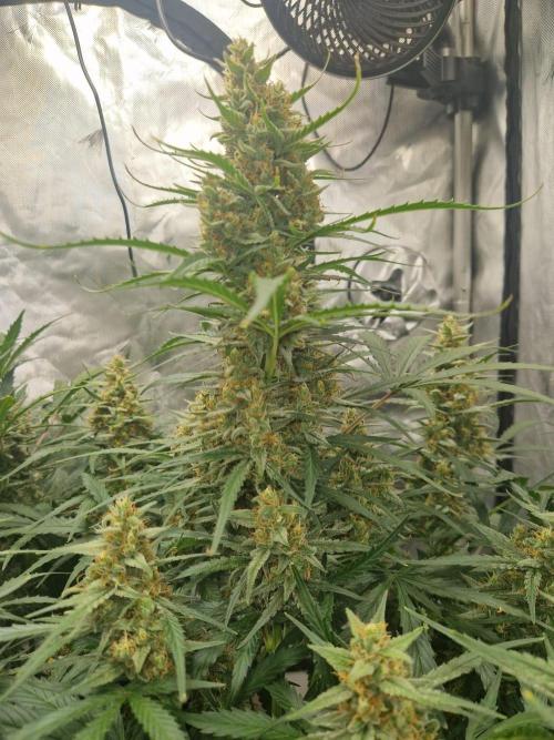 Gelato Auto (fastbuds) - second grow. Week 9 - Gelato 1 day 63