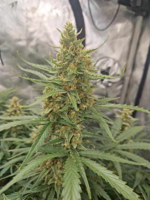 Gelato Auto (fastbuds) - second grow. Week 9 - Gelato 1 day 63