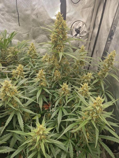 Gelato Auto (fastbuds) - second grow. Week 9 - Gelato 1 day 63