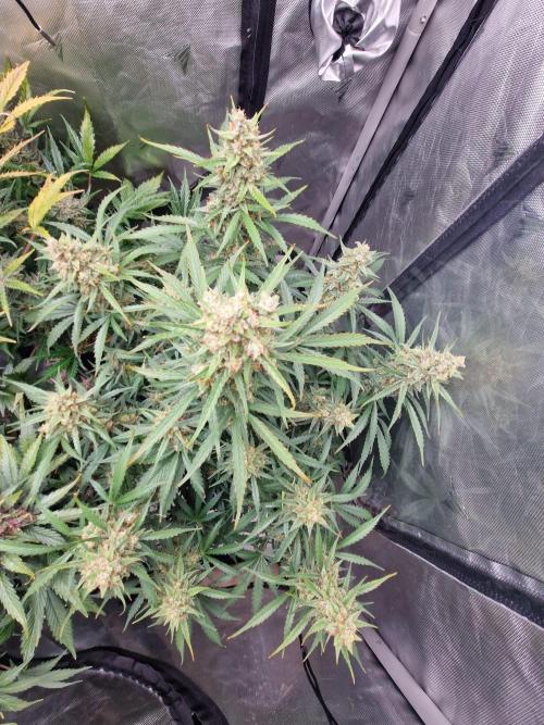 Gelato Auto (fastbuds) - second grow. Week 10 - Gelato 1 day 71
