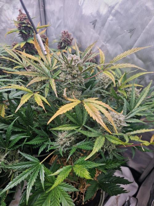 Gelato Auto (fastbuds) - second grow. Week 10 - Gelato 2 day 70
