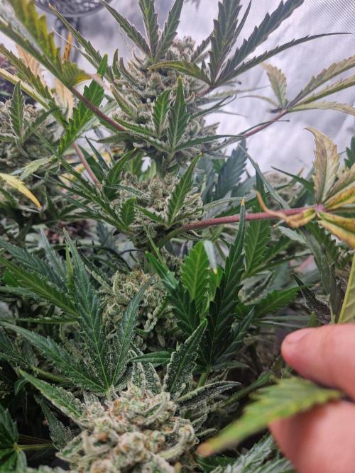 Gelato Auto (fastbuds) - second grow. Week 10 - Gelato 2 day 70