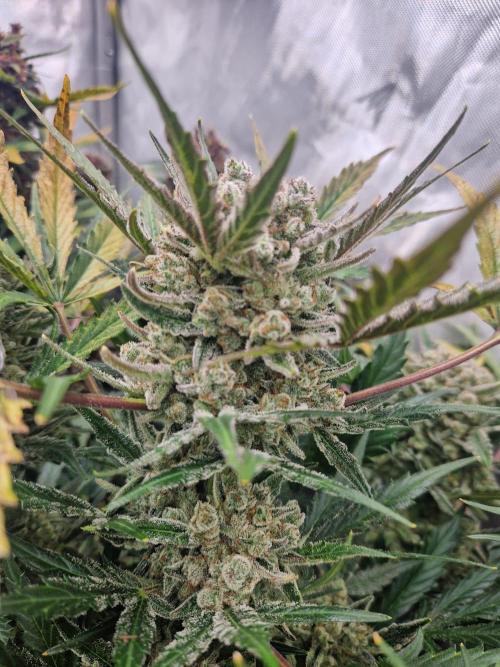 Gelato Auto (fastbuds) - second grow. Week 10 - Gelato 2 day 70