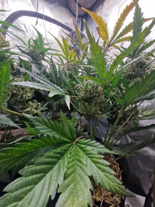 Gelato Auto (fastbuds) - second grow. Week 10 - Gelato 2 day 70