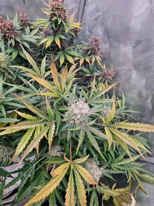 Gelato Auto (fastbuds) - second grow. Week 10 - Gelato 2 day 70