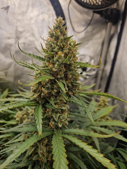 Gelato Auto (fastbuds) - second grow. Week 10 - Gelato 1 day 71
