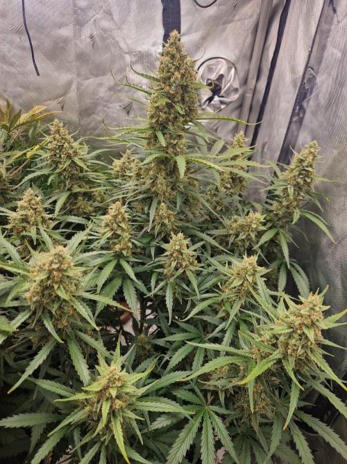 Gelato Auto (fastbuds) - second grow. Week 10 - Gelato 1 day 71
