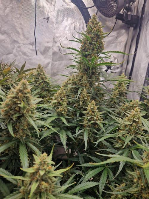 Gelato Auto (fastbuds) - second grow. Week 10 - Gelato 1 day 71