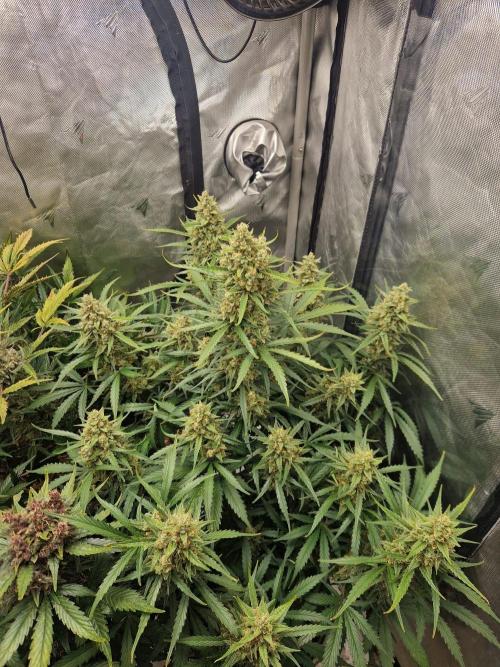 Gelato Auto (fastbuds) - second grow. Week 10 - Gelato 1 day 71