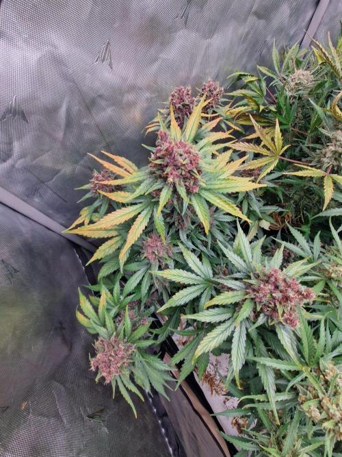 Purple lemonade auto - second grow. Week 10 - PL 2 day 71