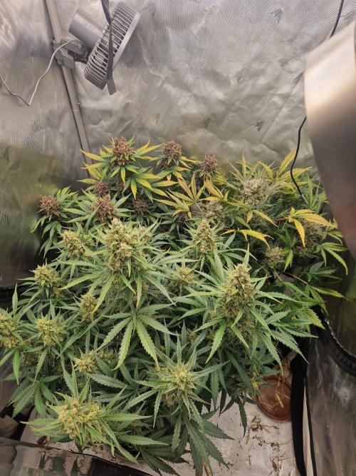 Purple lemonade auto - second grow. Week 10 - full tent