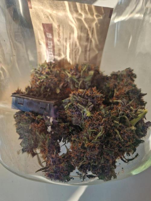 Purple lemonade auto - second grow. Week 10