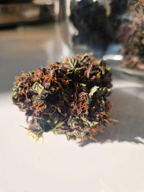 Purple lemonade auto - second grow. Week 10