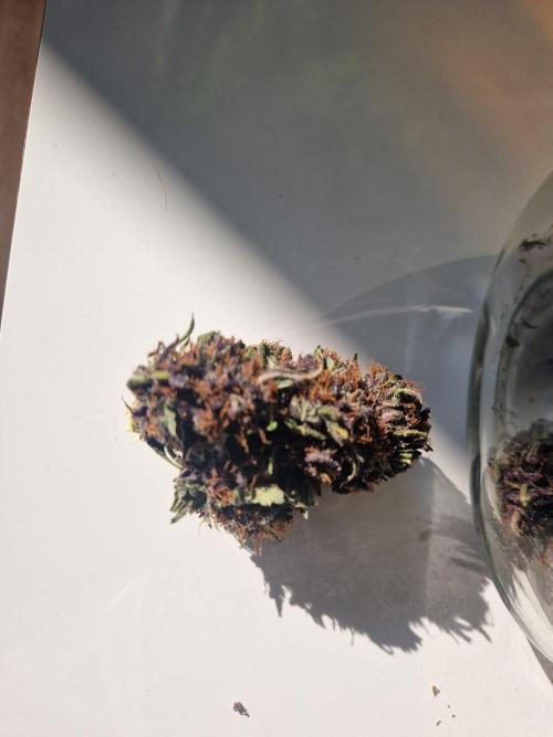 Purple lemonade auto - second grow. Week 10