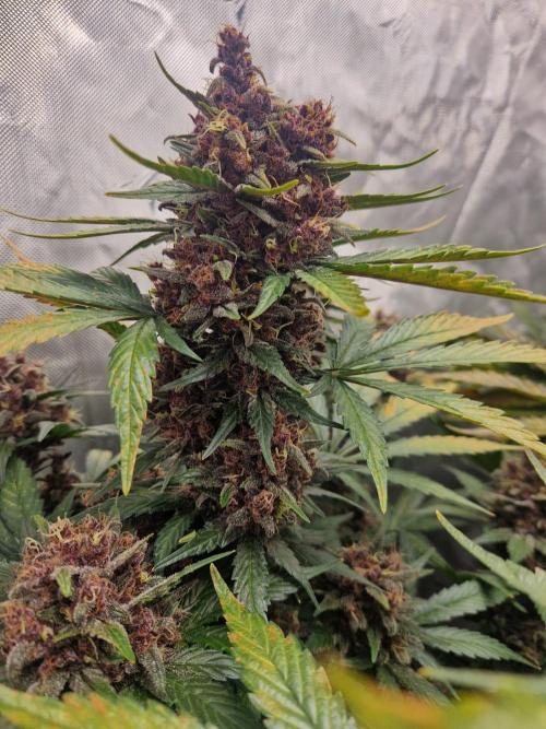 Purple lemonade auto - second grow. Week 10 - PL 2 day 71