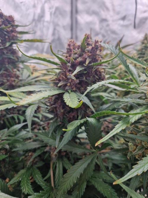 Purple lemonade auto - second grow. Week 10 - PL 2 day 71