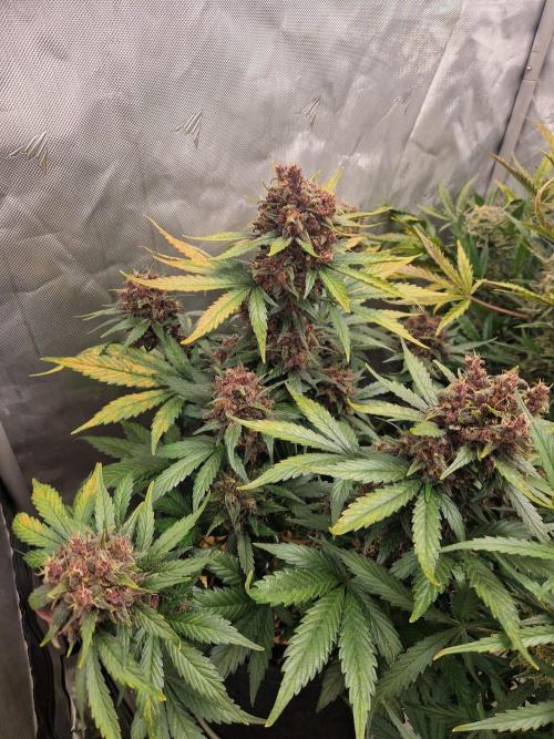 Purple lemonade auto - second grow. Week 10 - PL 2 day 71