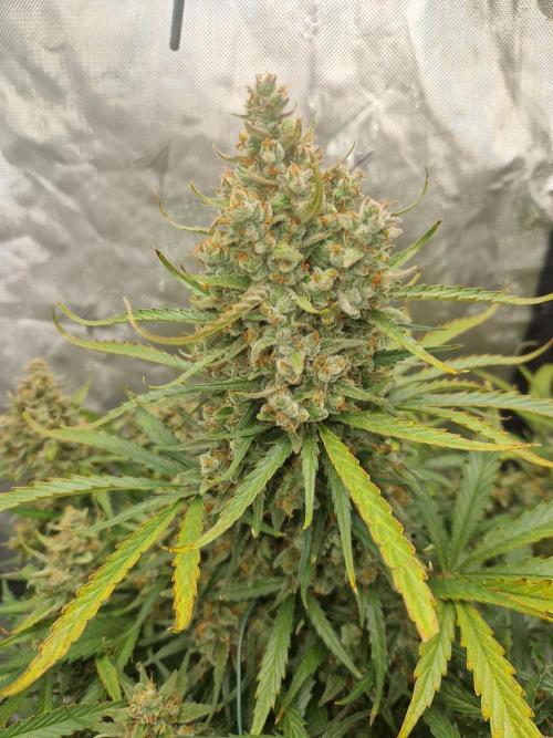 Gelato Auto (fastbuds) - second grow. Week 11 - Gelato 1 day 77