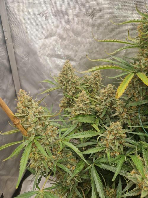 Gelato Auto (fastbuds) - second grow. Week 11 - Gelato 1 day 77