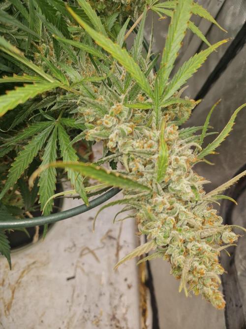 Gelato Auto (fastbuds) - second grow. Week 11 - Gelato 1 day 77