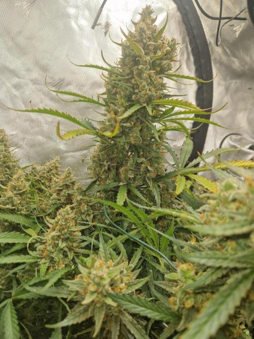 Gelato Auto (fastbuds) - second grow. Week 11 - Gelato 1 day 77