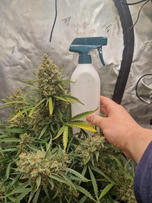 Gelato Auto (fastbuds) - second grow. Week 11 - Gelato 1 day 77