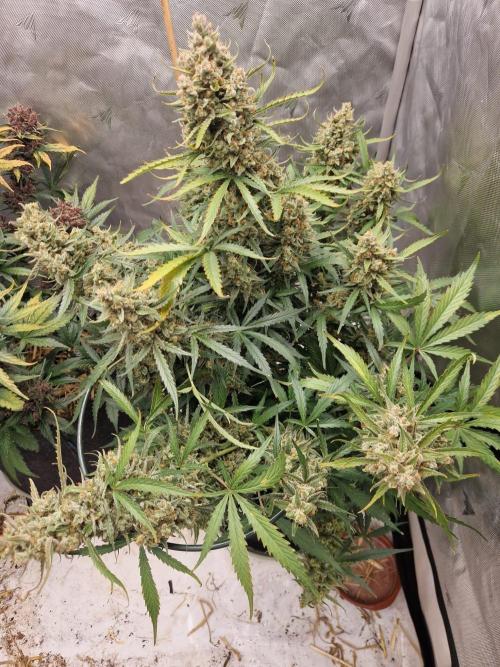 Gelato Auto (fastbuds) - second grow. Week 11 - Gelato 1 day 77