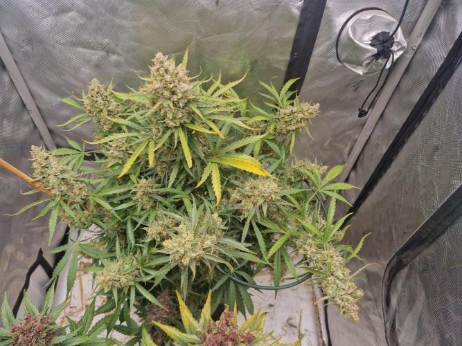 Gelato Auto (fastbuds) - second grow. Week 11 - Gelato 1 day 77