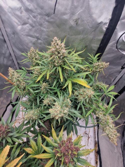 Gelato Auto (fastbuds) - second grow. Week 11 - Gelato 1 day 77