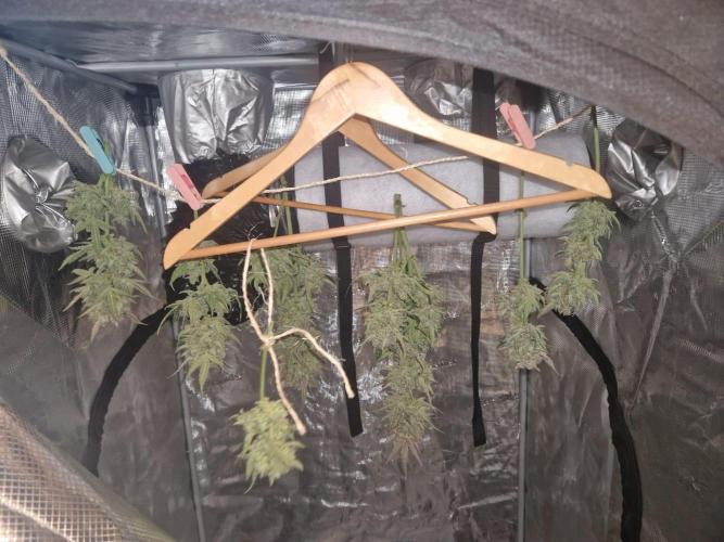 Gelato Auto (fastbuds) - second grow. Week 11 - Gelato 2 drying