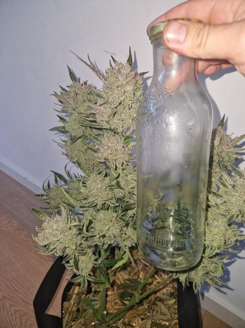 Gelato Auto (fastbuds) - second grow. Week 11 - Gelato 2 post wet trim