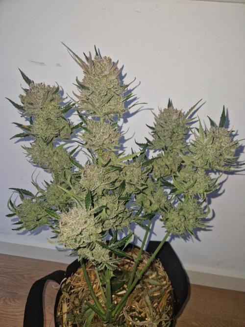 Gelato Auto (fastbuds) - second grow. Week 11 - Gelato 2 post wet trim