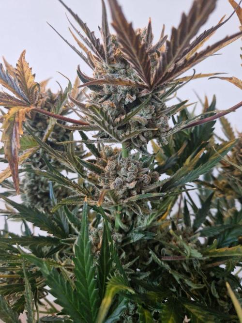 Gelato Auto (fastbuds) - second grow. Week 11 - Gelato 2 pre wet trim