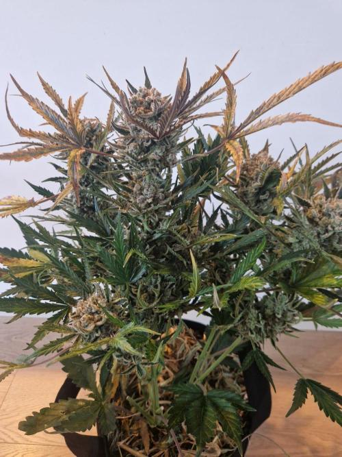 Gelato Auto (fastbuds) - second grow. Week 11 - Gelato 2 pre wet trim