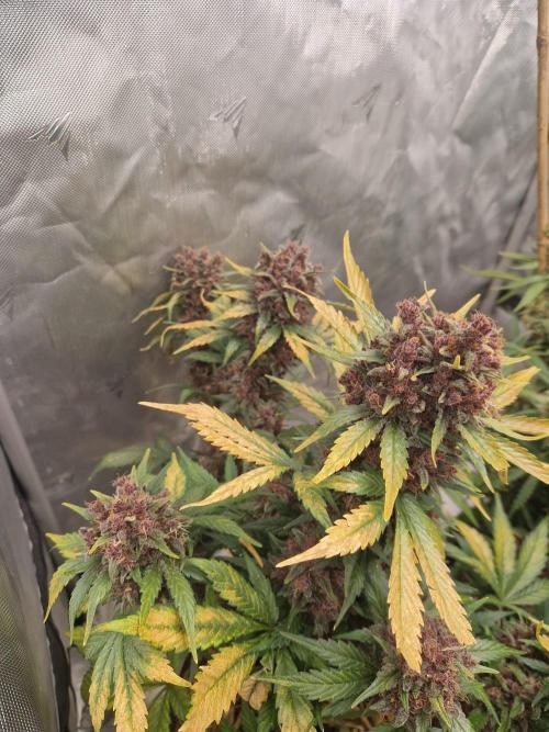 Purple lemonade auto - second grow. Week 11