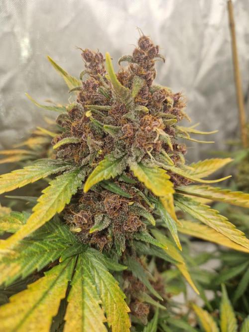Purple lemonade auto - second grow. Week 11