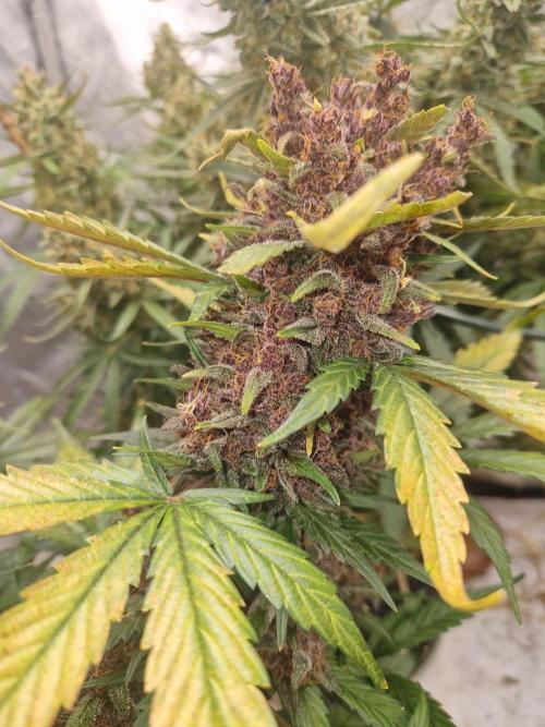 Purple lemonade auto - second grow. Week 11